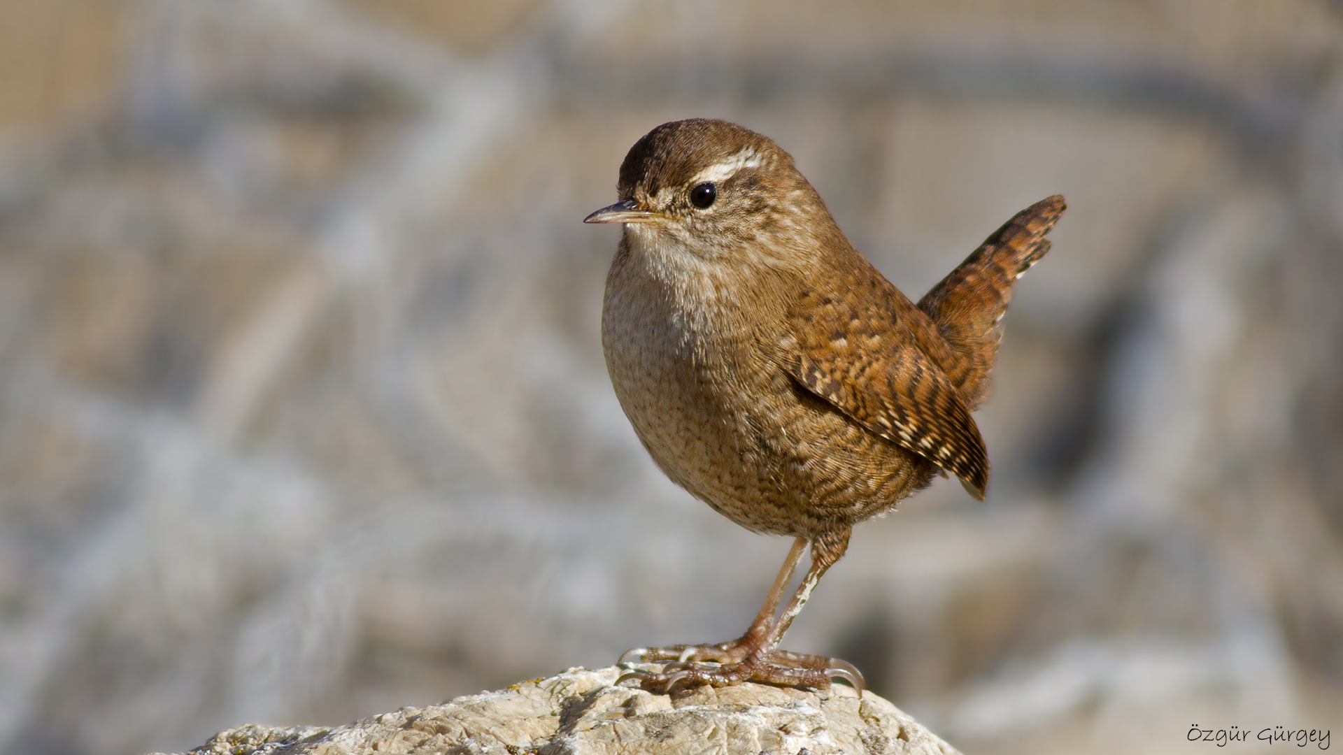 Çitkuşu » Eurasian Wren » Troglodytes troglodytes