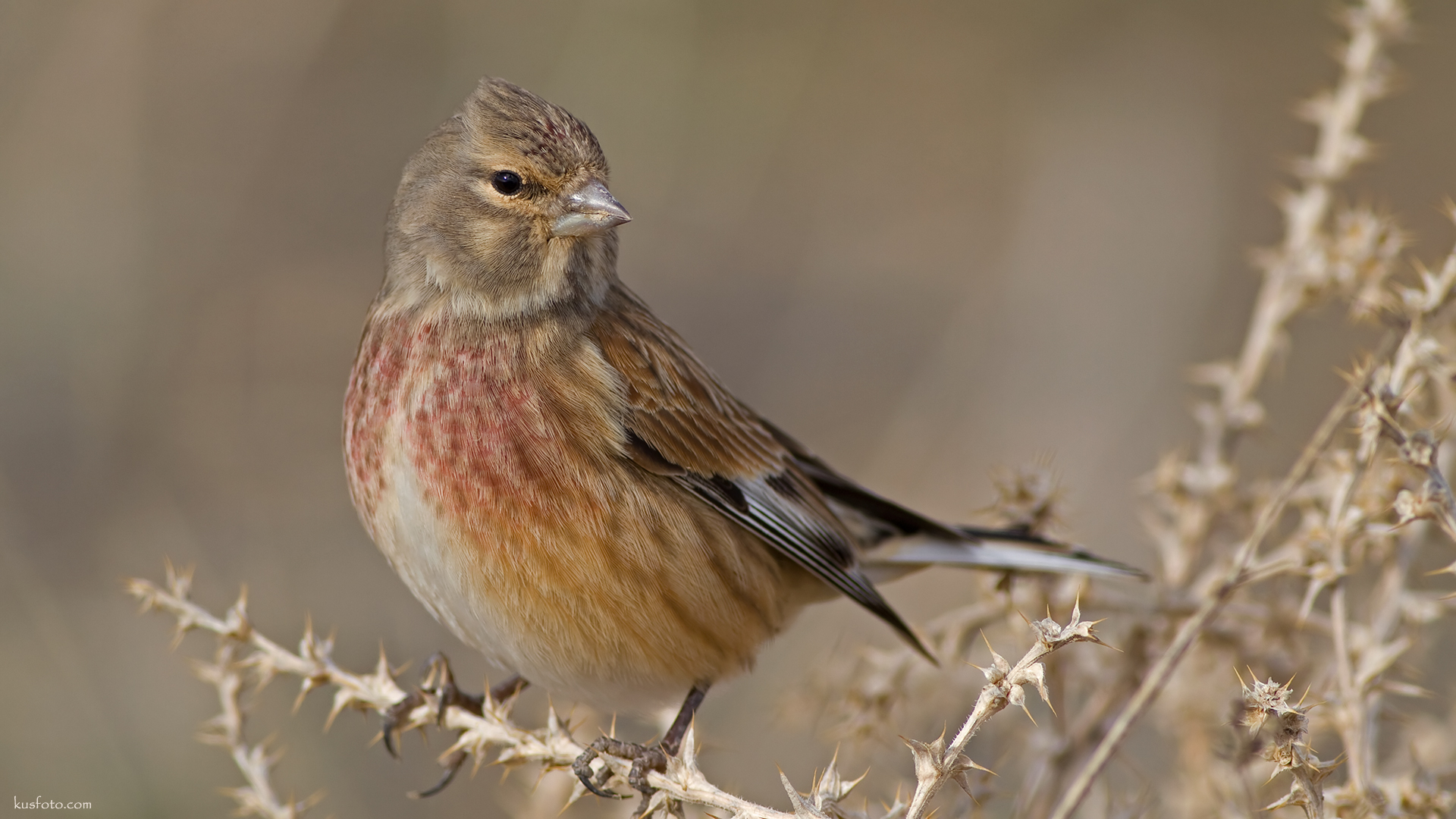 Ketenkuşu » Common Linnet » Linaria cannabina