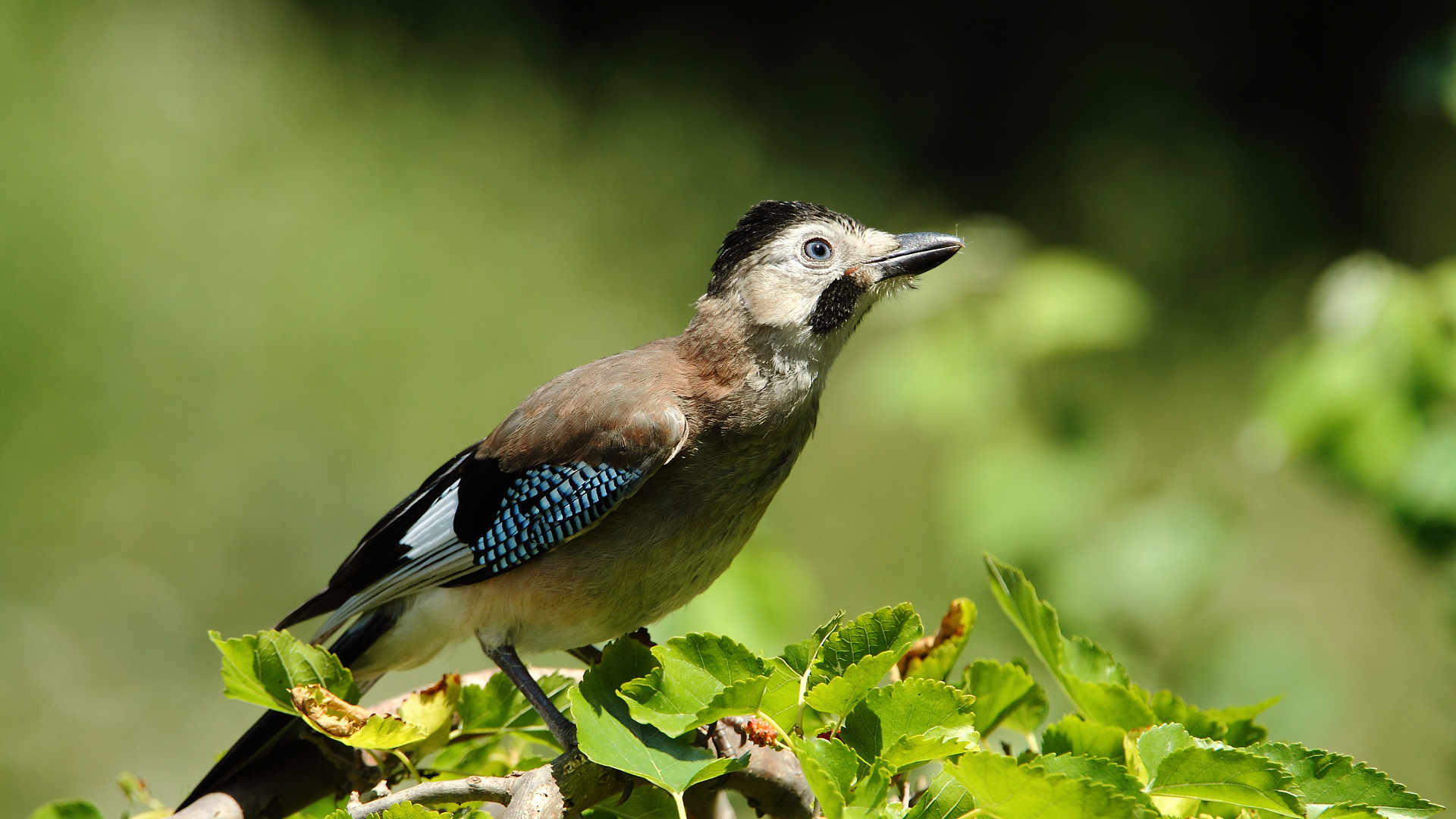 Alakarga » Eurasian Jay » Garrulus glandarius