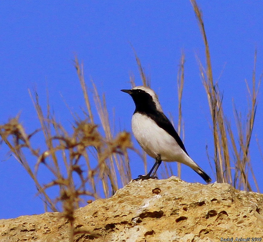 Aksırtlı kuyrukkakan