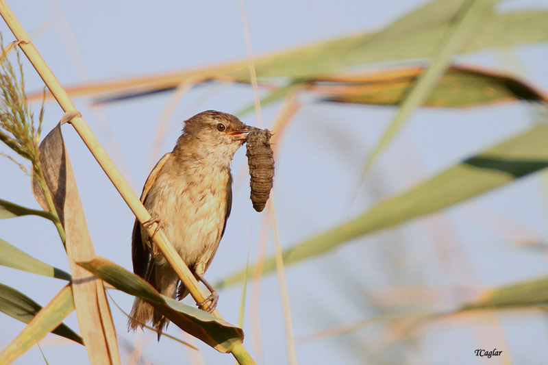 Büyük kamışçın