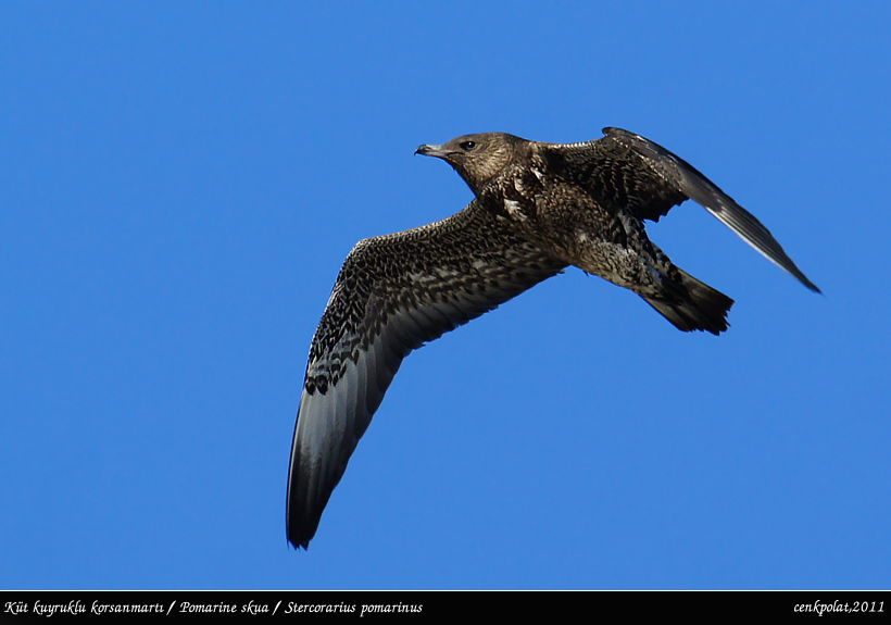 Kütkuyruklu korsanmartı