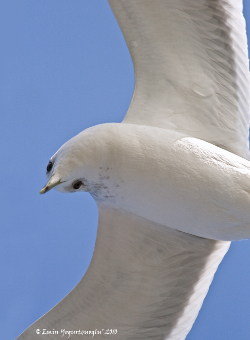 Küçük gümüş martı
