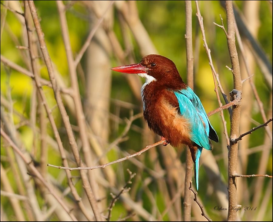 İzmir yalıçapkını