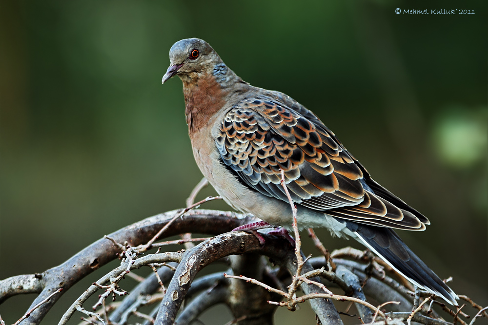Büyük üveyik eskisi