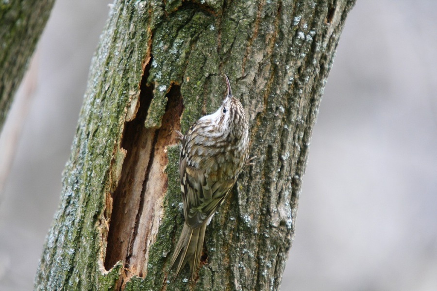Bahçe tırmaşıkkuşu