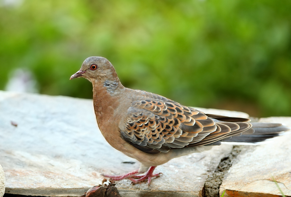 Büyük üveyik eskisi