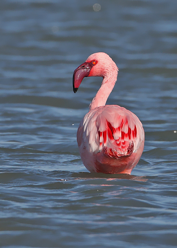 Küçük flamingo