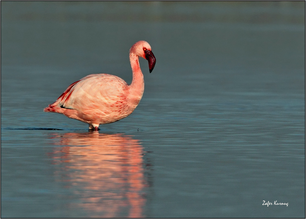 Küçük flamingo