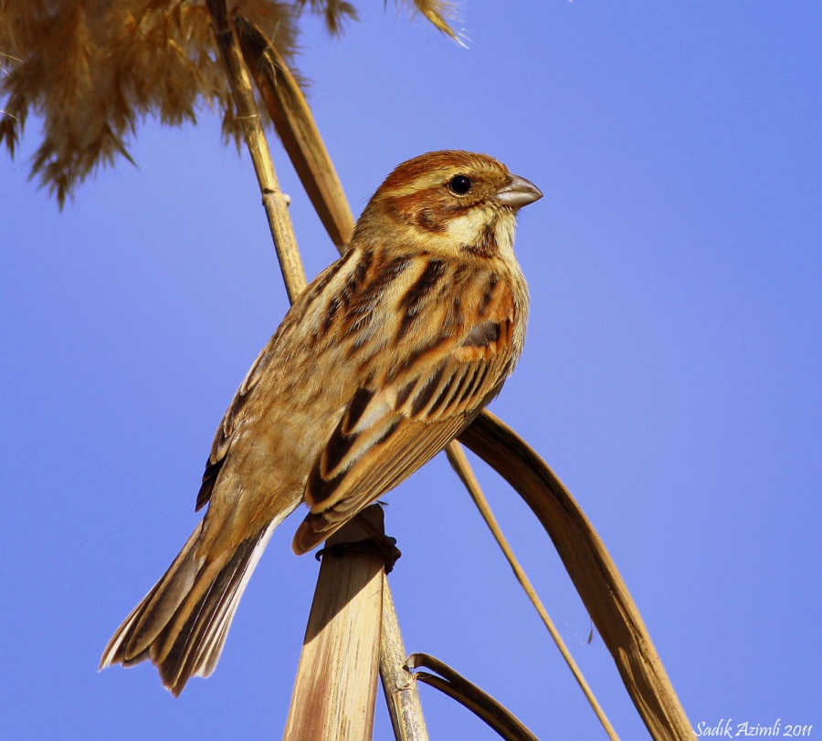 Bataklık Kirazkuşu