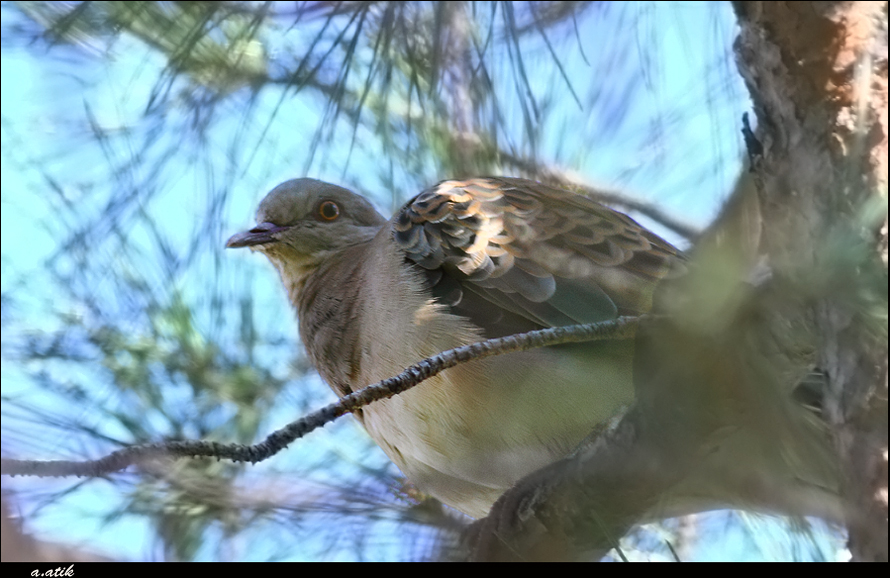 Büyük üveyik eskisi