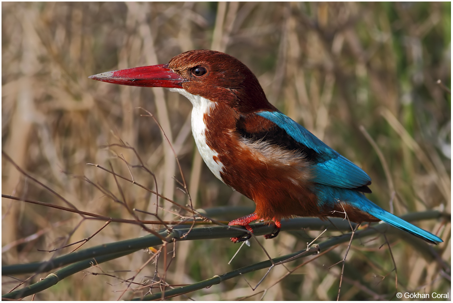 İzmir yalıçapkını