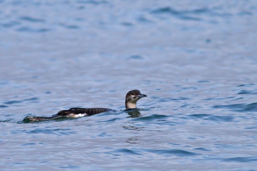 Karagerdanlı dalgıç