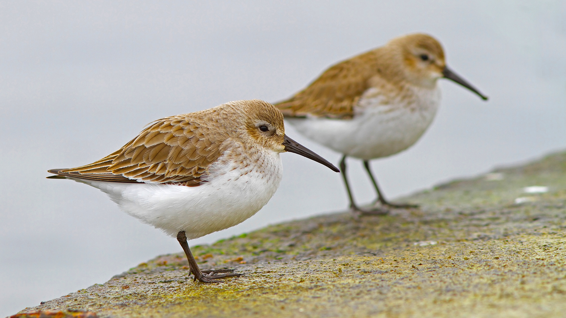 Karakarınlı kumkuşu