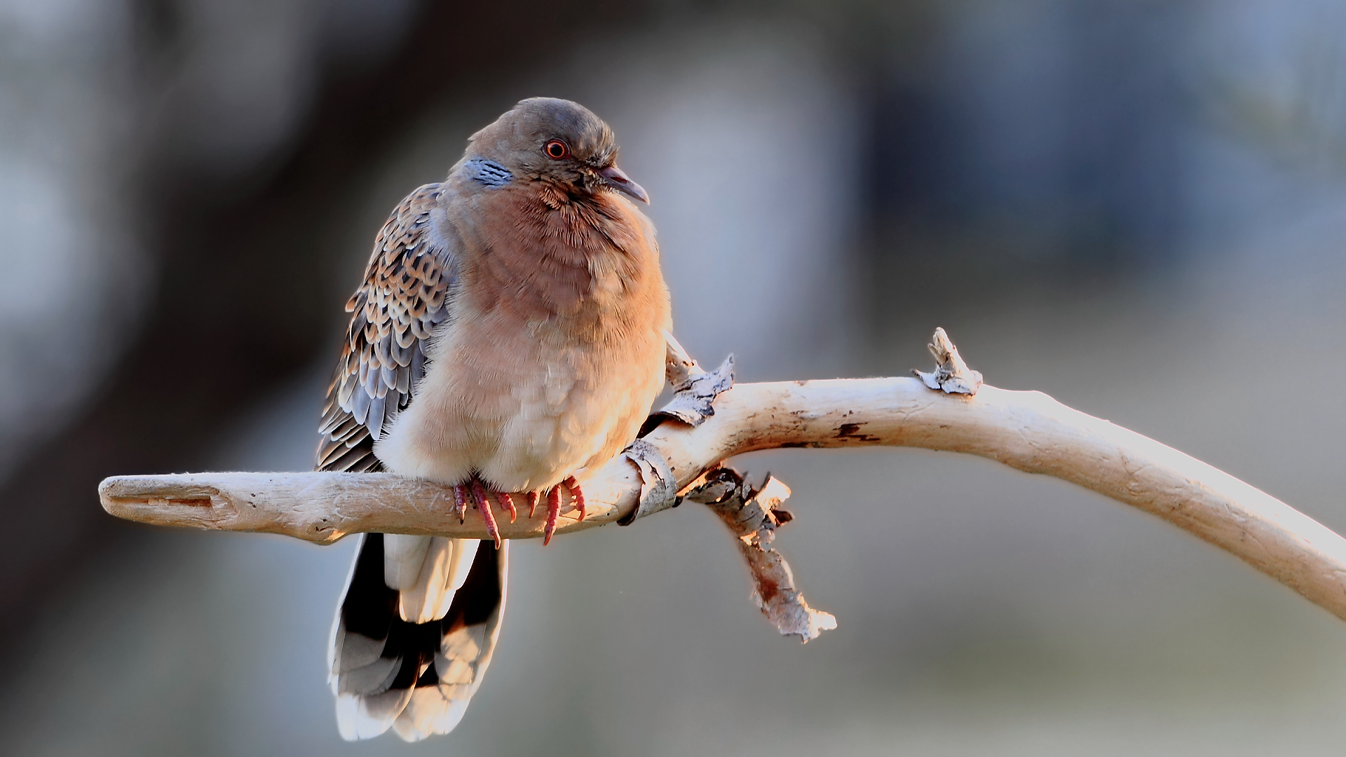 Büyük üveyik eskisi » Oriental Turtle Dove » Streptopelia orientalis