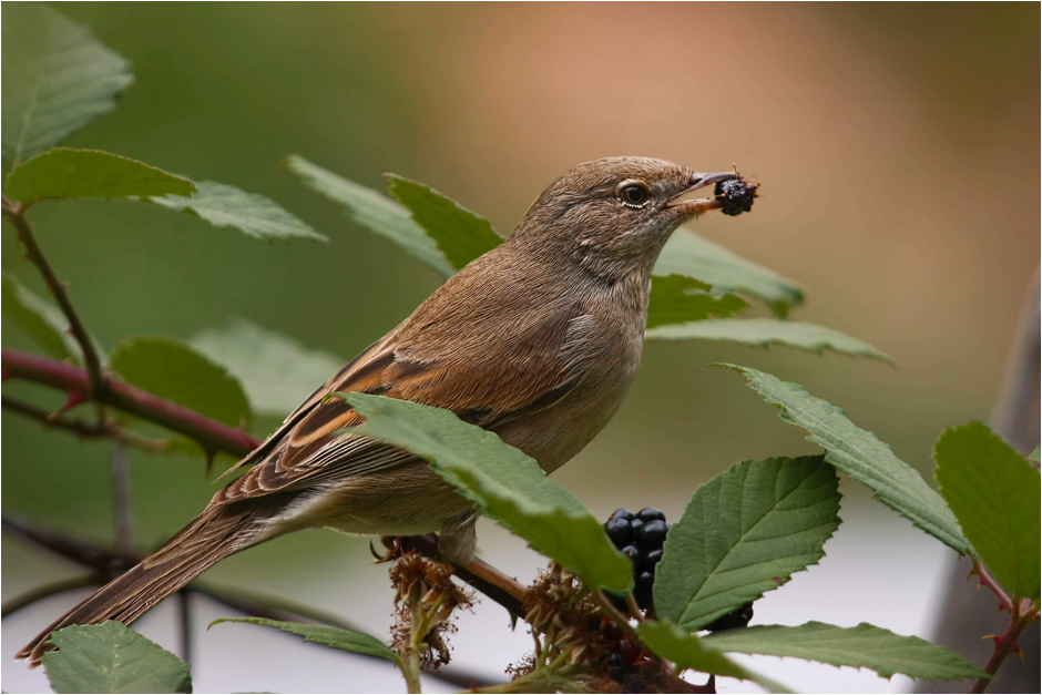 Akgerdanlı ötleğen