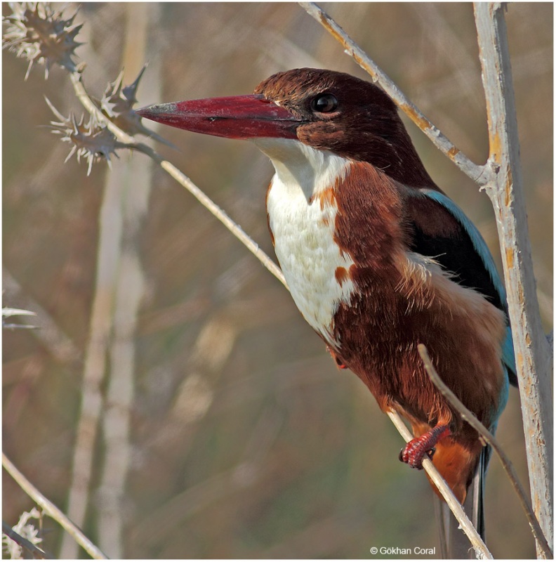 İzmir yalıçapkını