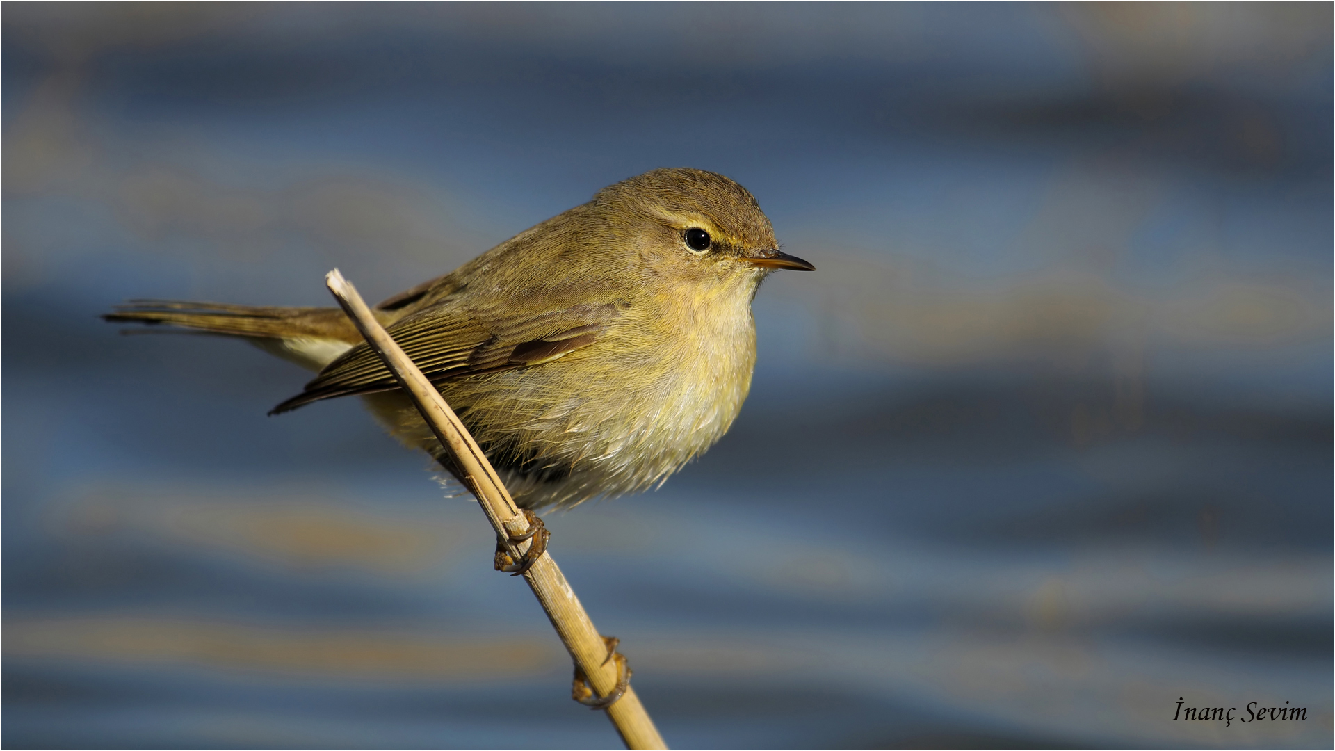Çıvgın » Common Chiffchaff » Phylloscopus collybita