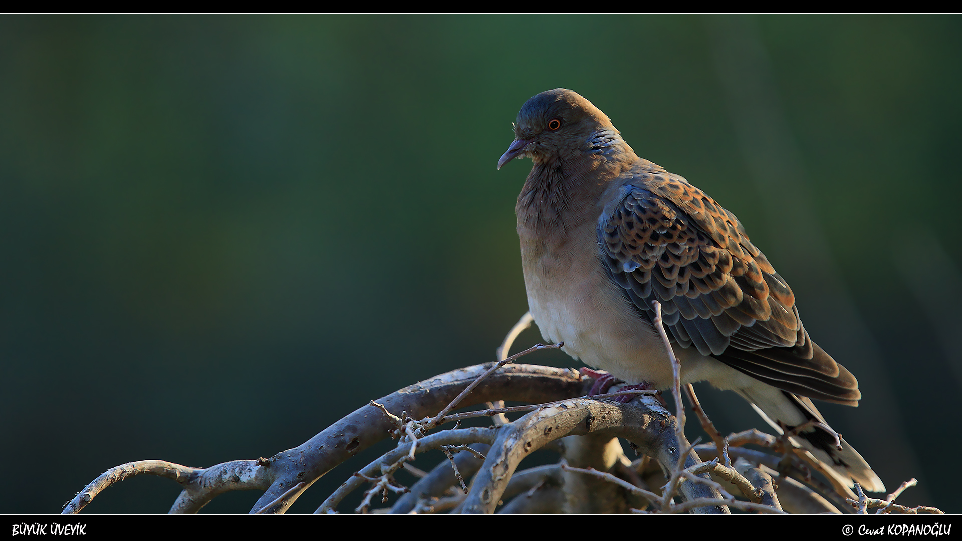 Büyük üveyik eskisi