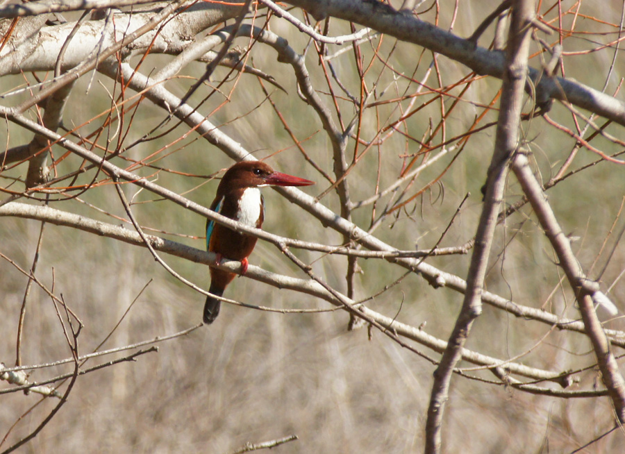 İzmir yalıçapkını