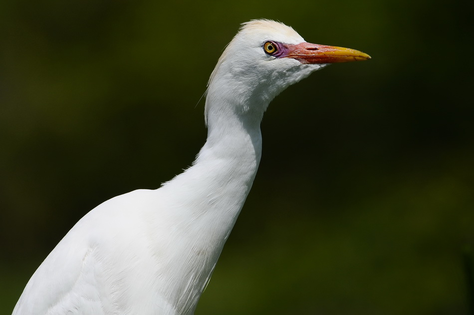 Sığır balıkçılı