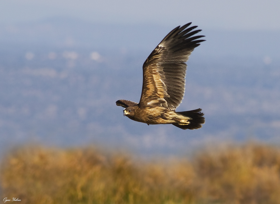 Büyük orman kartalı