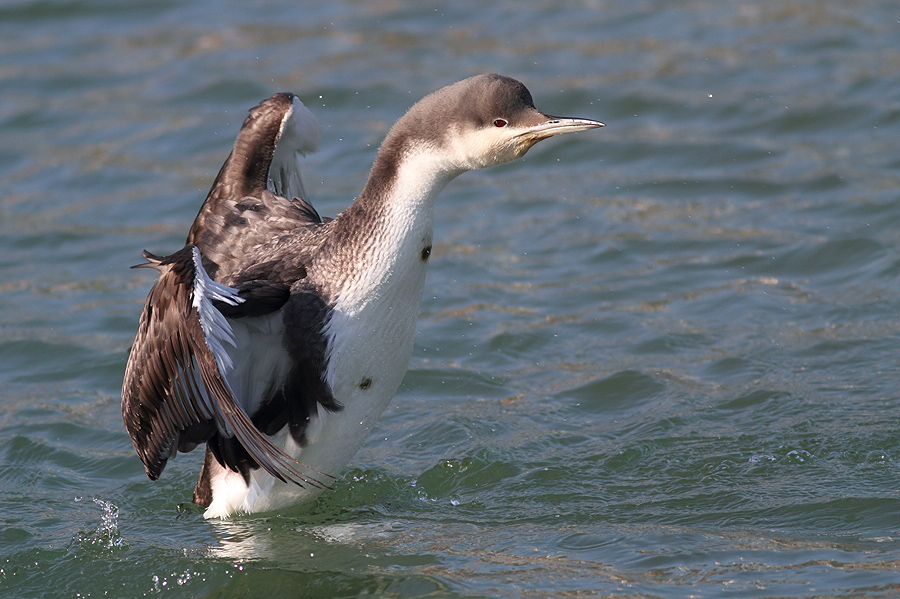 Karagerdanlı dalgıç