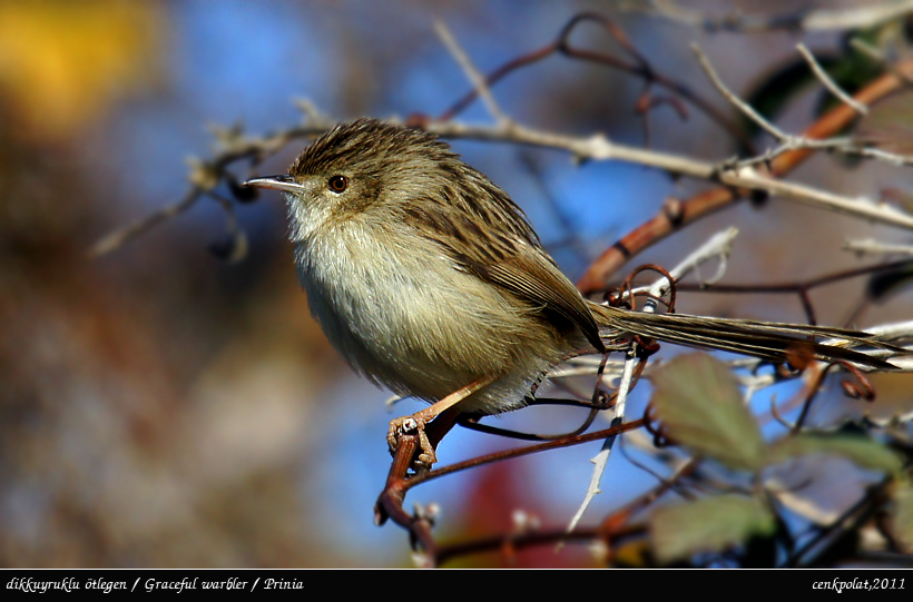 Dikkuyruklu ötleğen