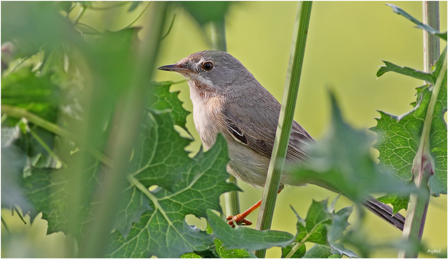Bıyıklı ötleğen