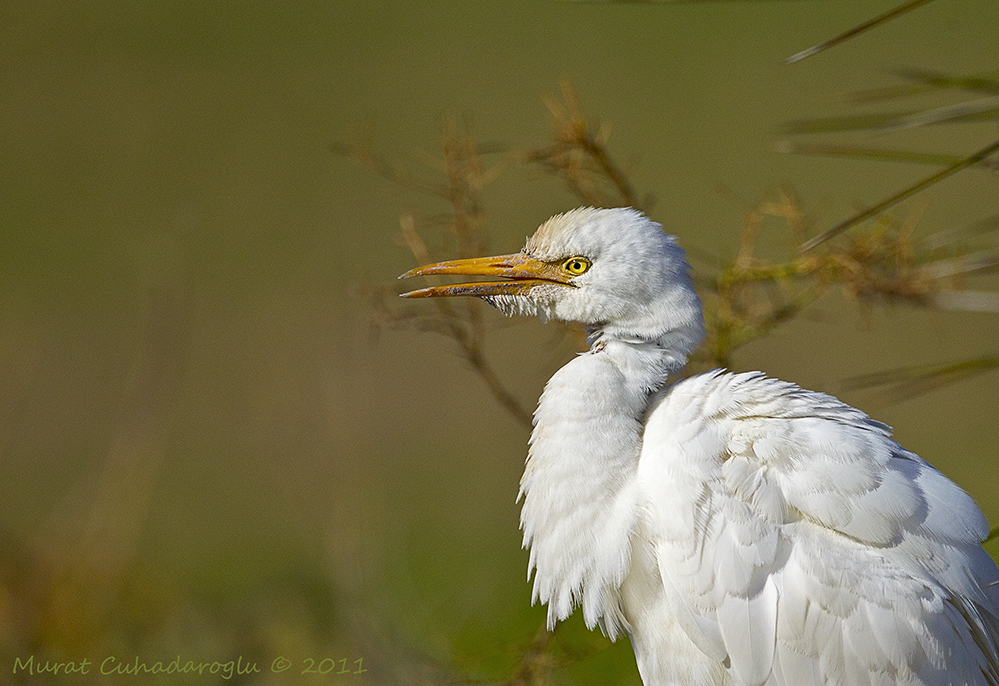 Sığır balıkçılı
