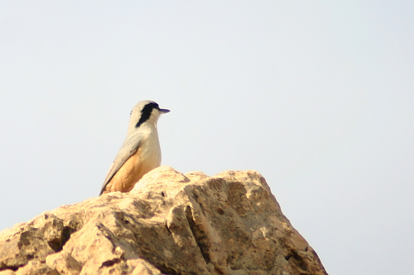 Büyük kaya sıvacısı