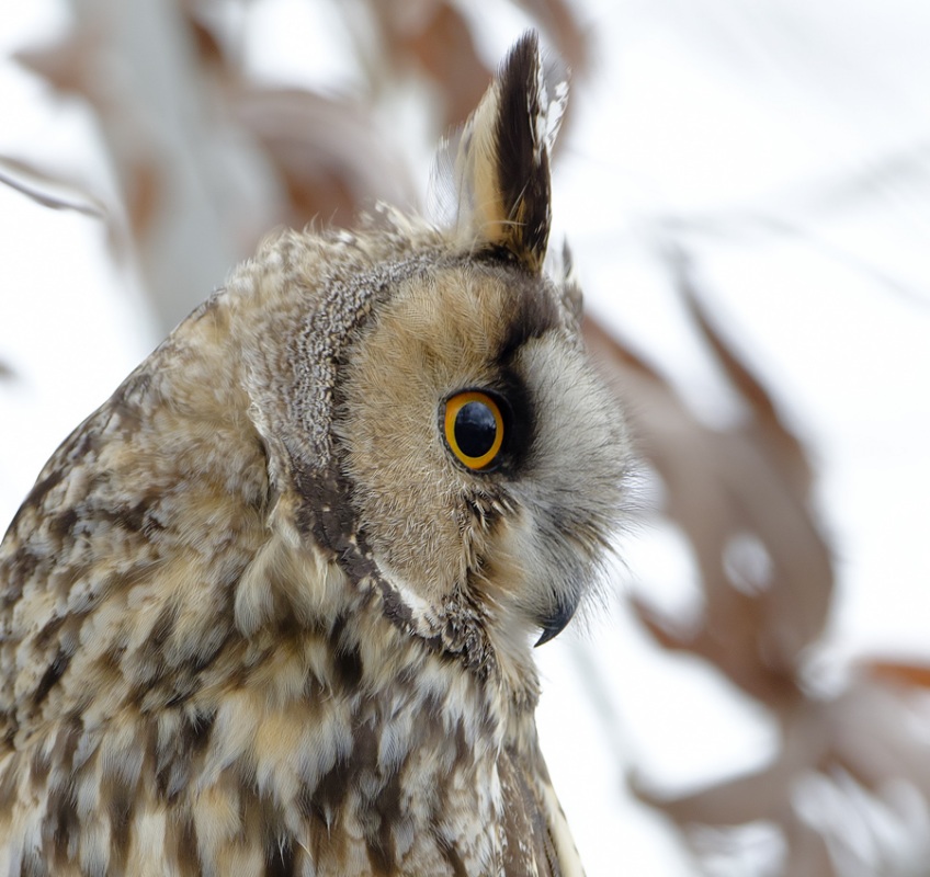 Kulaklı orman baykuşu