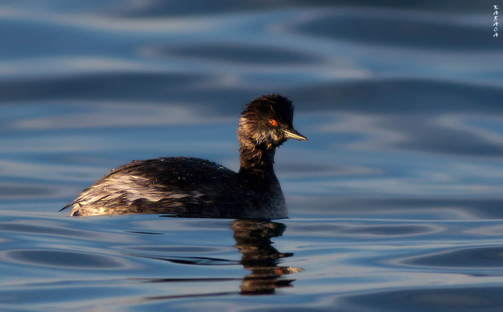 Karaboyunlu batağan
