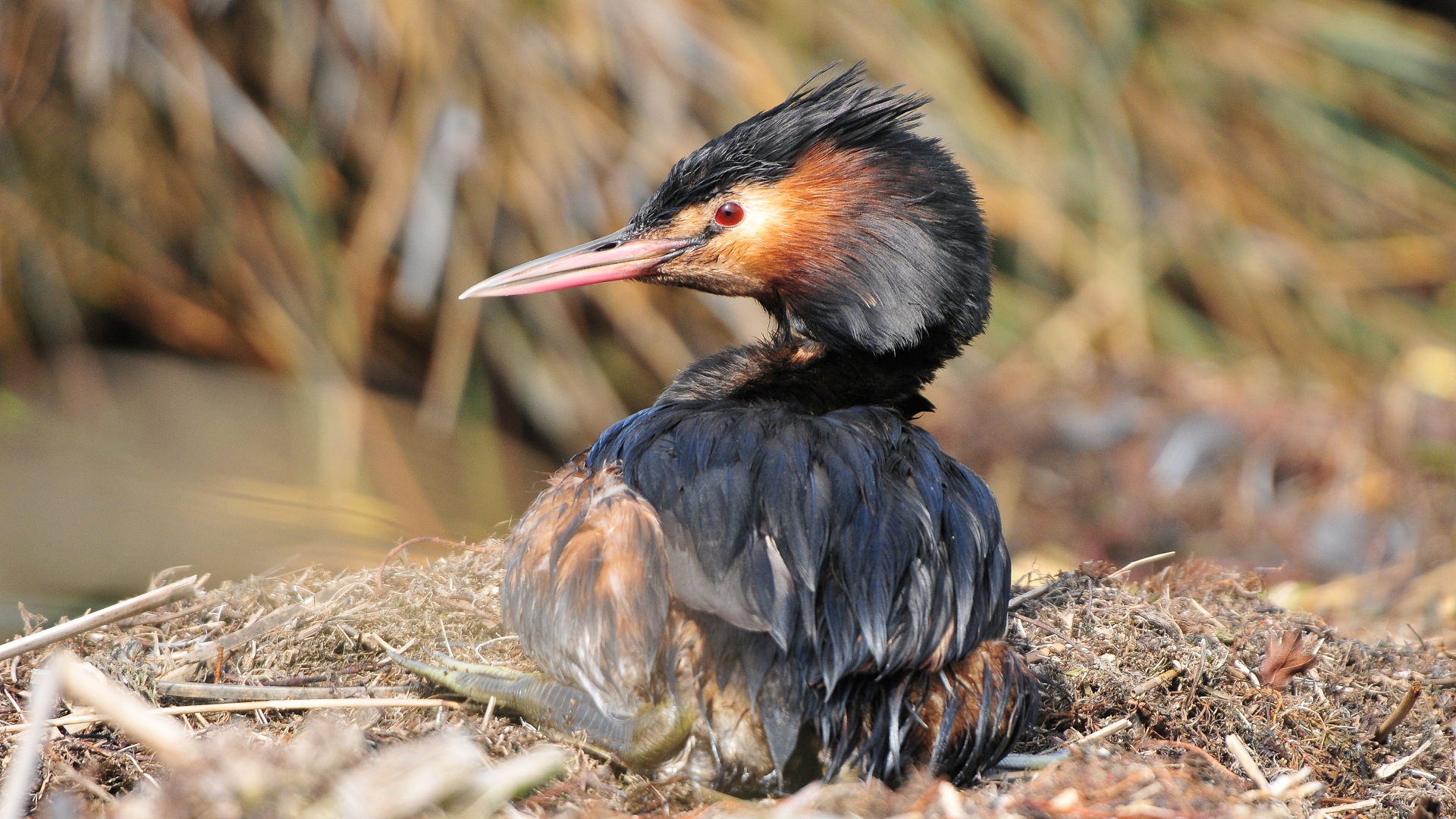 Bahri » Great Crested Grebe » Podiceps cristatus