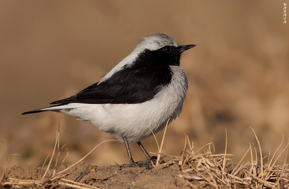 Aksırtlı kuyrukkakan