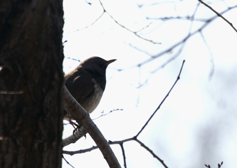 Karagerdanlı ardıç