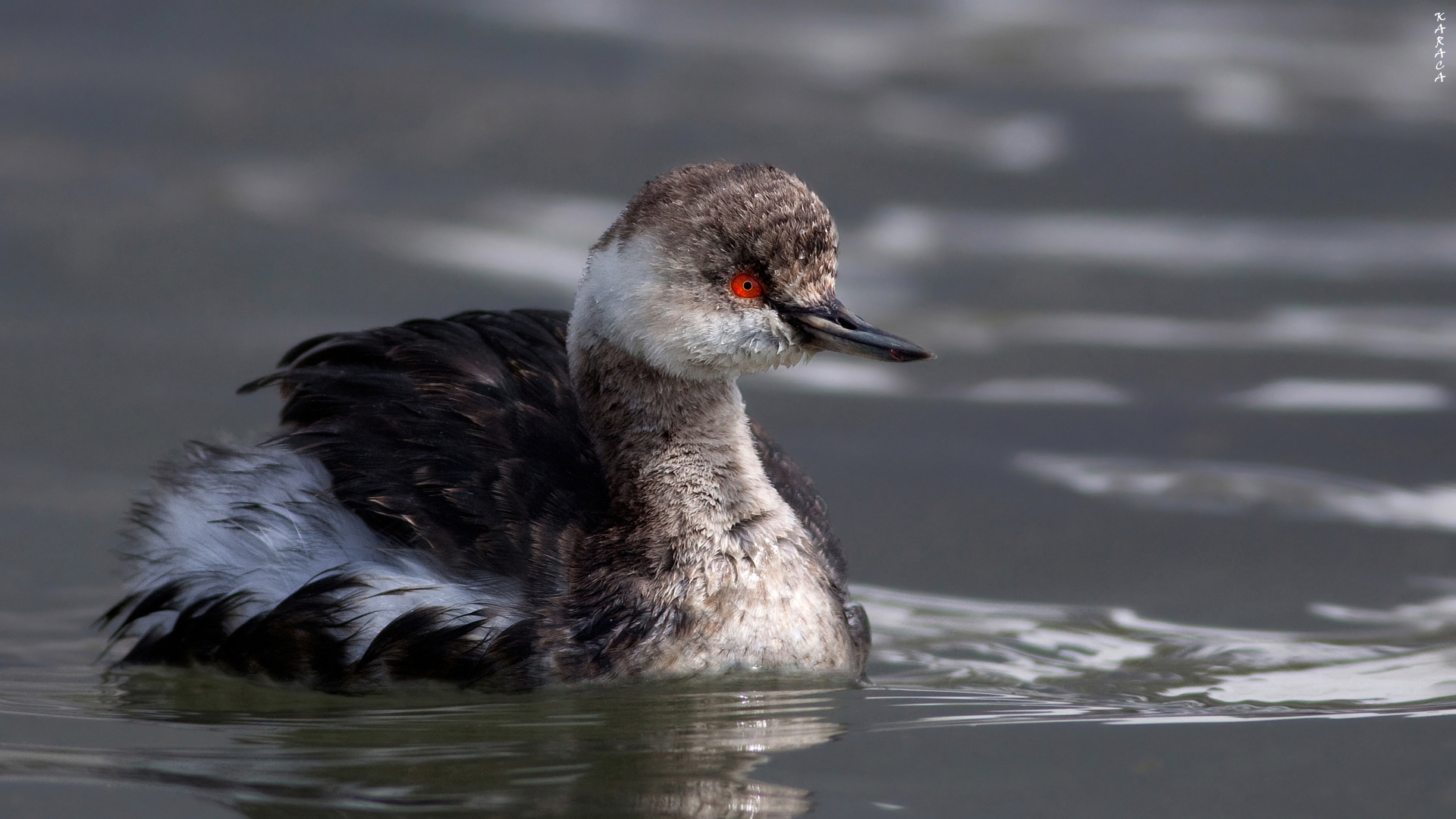 Karaboyunlu batağan