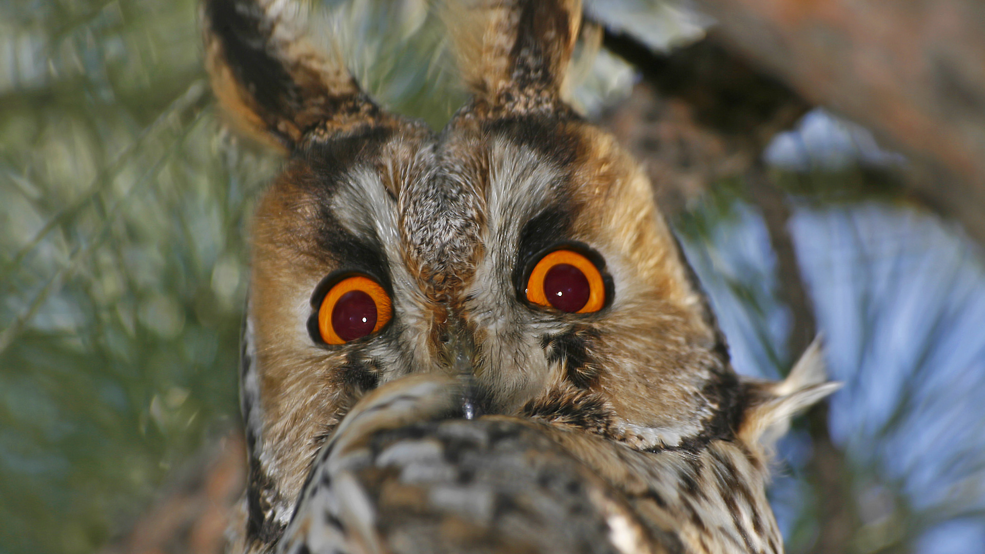 Kulaklı orman baykuşu