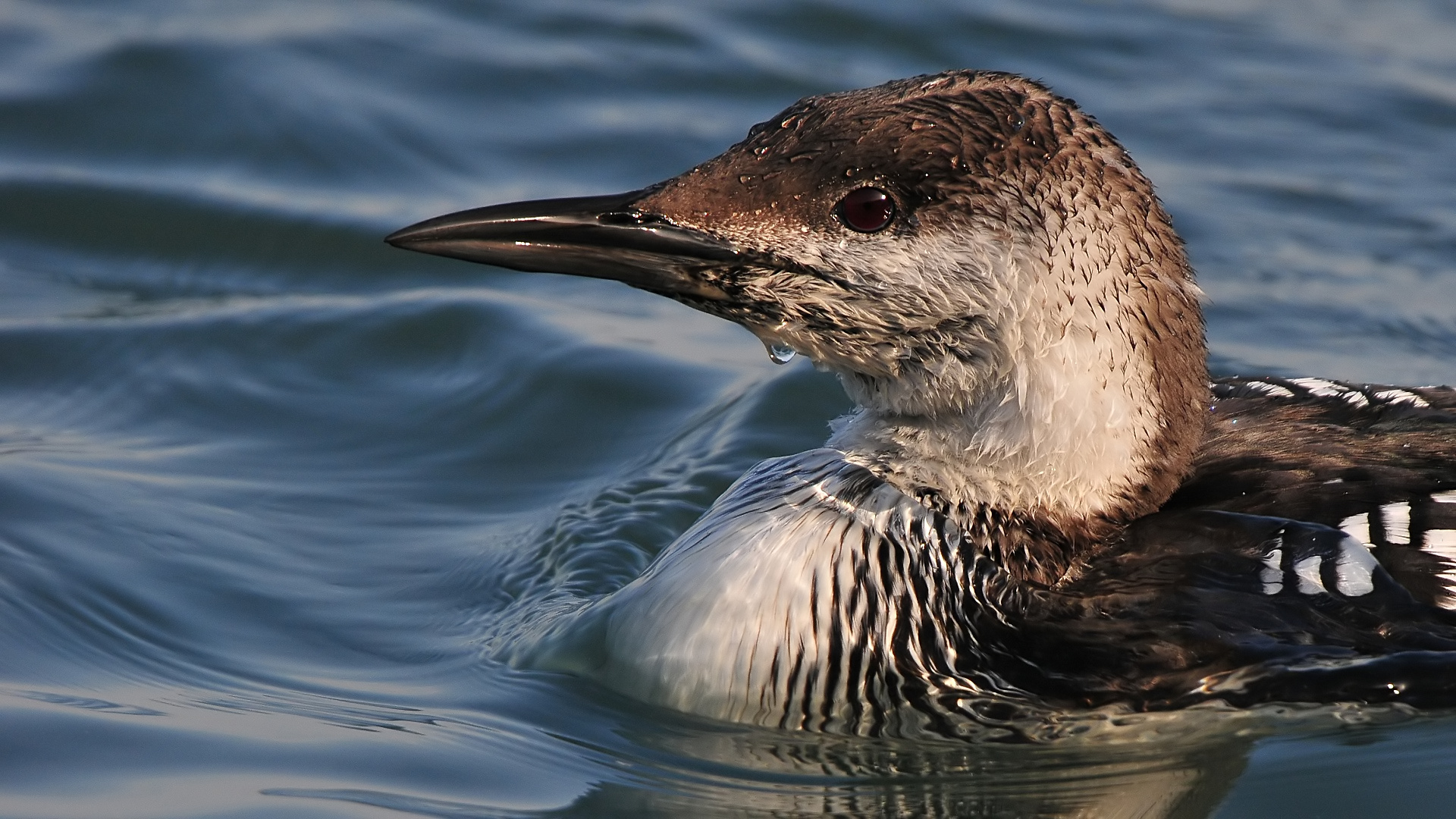 Karagerdanlı dalgıç » Black-throated Loon » Gavia arctica
