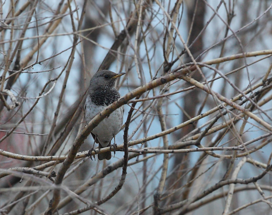 Karagerdanlı ardıç