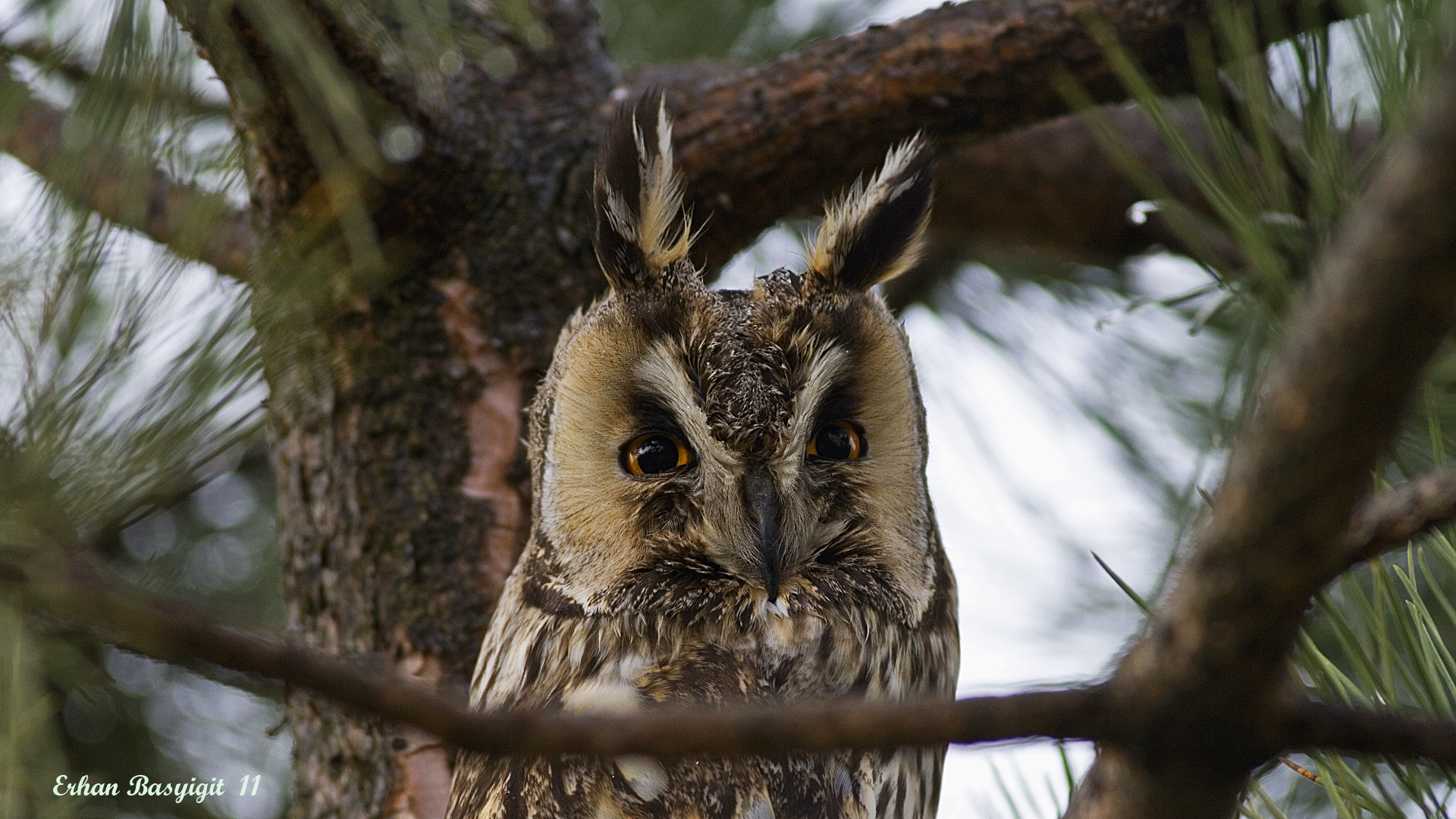Kulaklı orman baykuşu