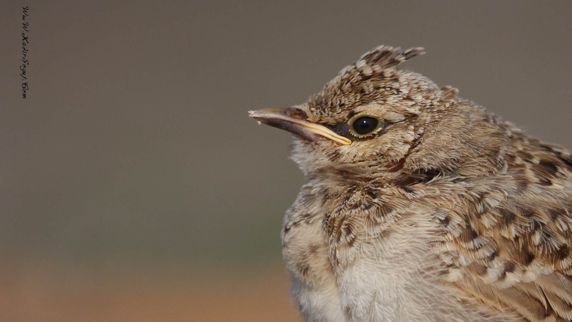 Tepeli toygar » Crested Lark » Galerida cristata