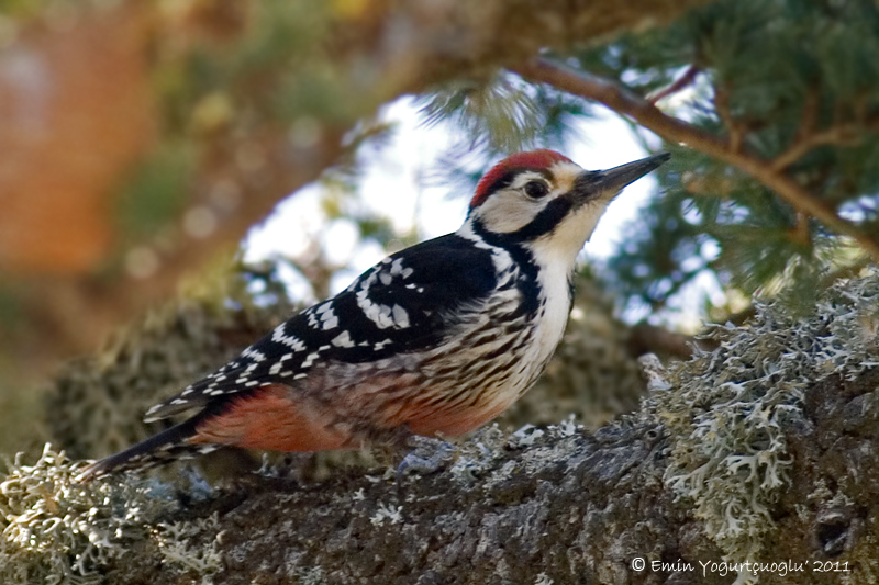 Aksırtlı ağaçkakan