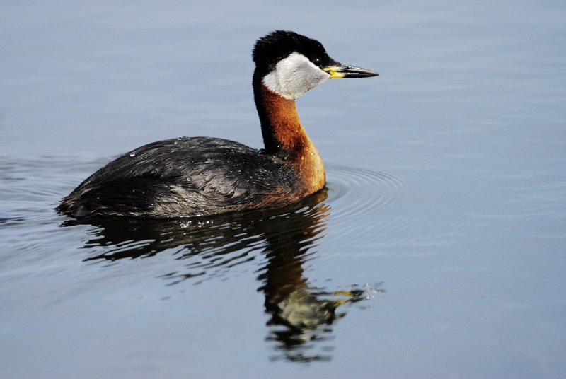 Kızılboyunlu batağan