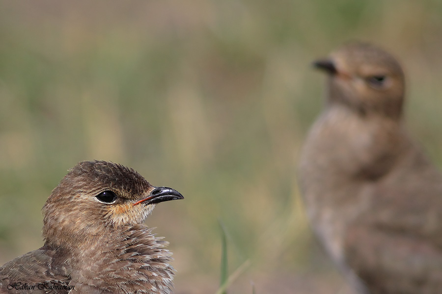 Karakanatlı bataklıkkırlangıcı