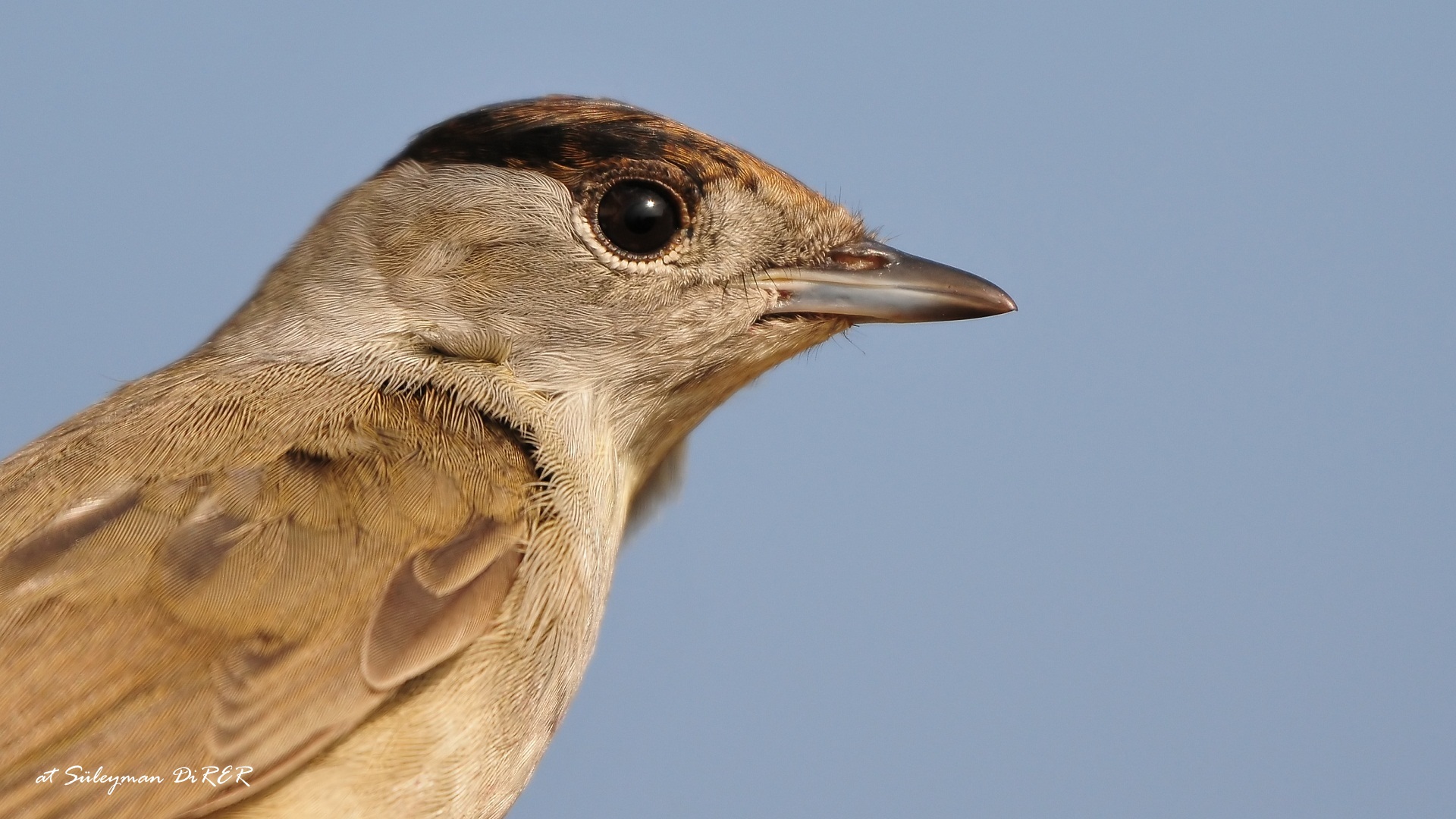 Karabaşlı ötleğen » Eurasian Blackcap » Sylvia atricapilla