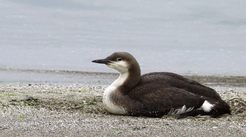 Karagerdanlı dalgıç