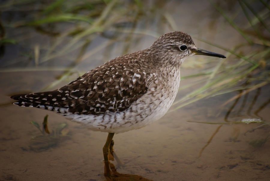 Orman düdükçünü