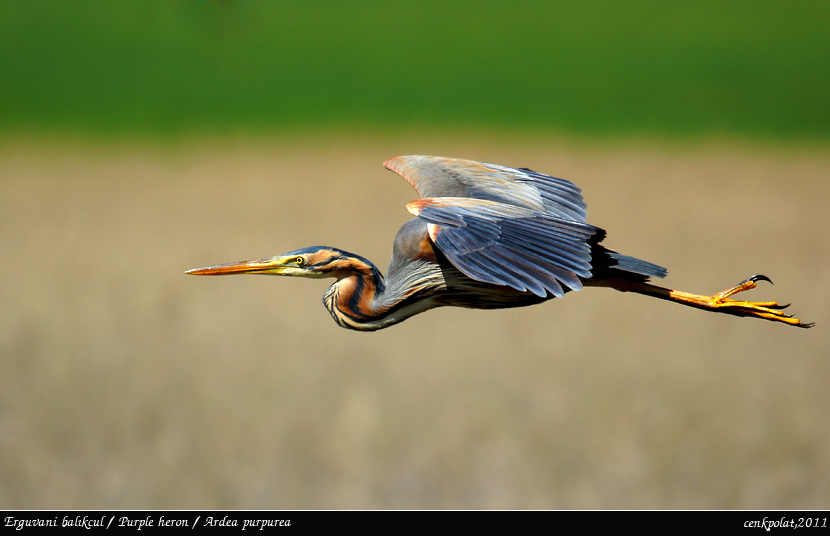 Erguvani balıkçıl