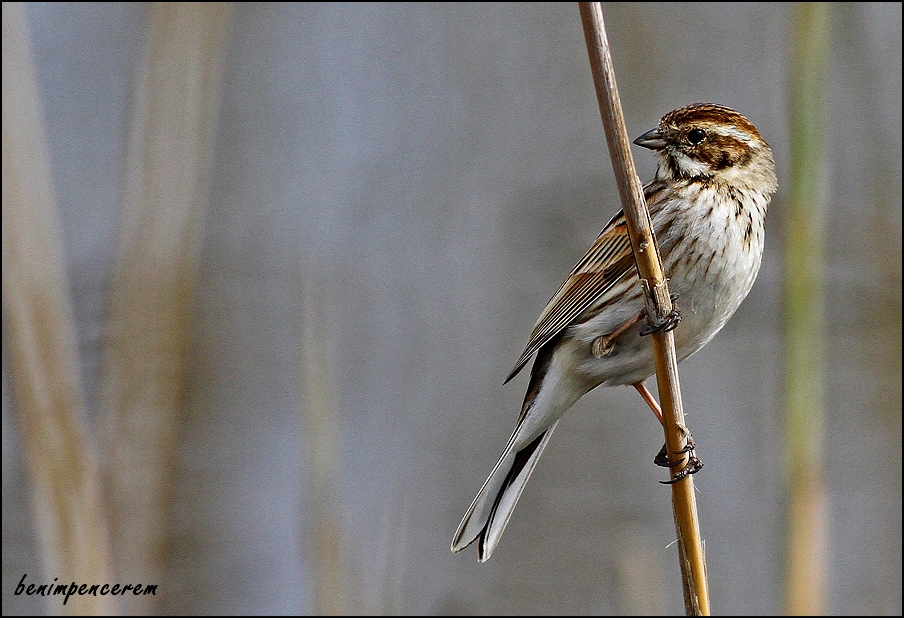 Bataklık Kirazkuşu